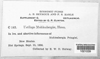 Ustilago muhlenbergiae image